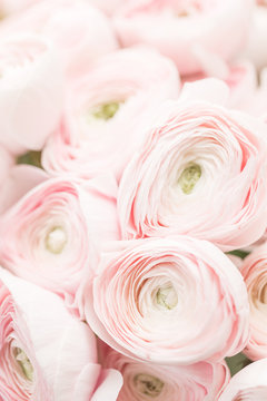 Fototapeta Persian buttercup. Bunch pale pink ranunculus flowers light background. Wallpaper, Vertical photo