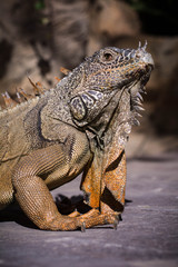 Iguana Verde