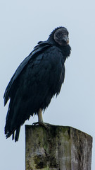 Jote cabeza negra (color)