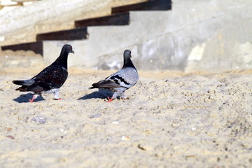 Pair of loving pigeons (doves)