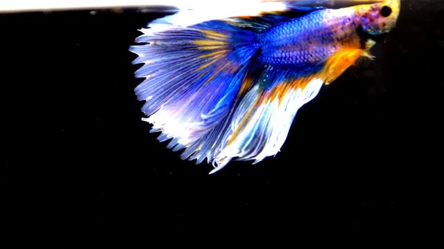 Colorful betta fish, The Siamese fighting fish (Betta splendens)