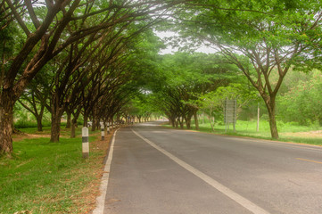 Fototapeta na wymiar Empty road with big tree and grass,rest concept.