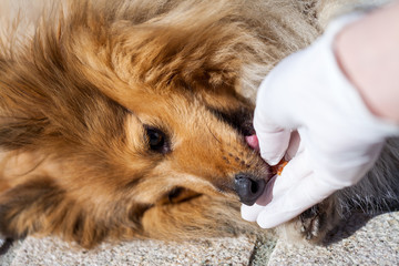 a medical health check on a shetland sheepdog