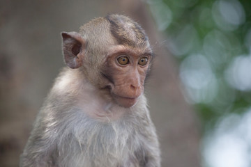 可愛いサル