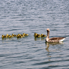 Graugansfamilie © meyerfranzgisela