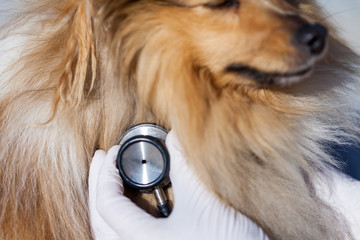 a medical health check on a shetland sheepdog