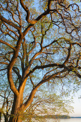 Big tree branches foliage at sunset light