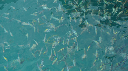 underwater fish swarm