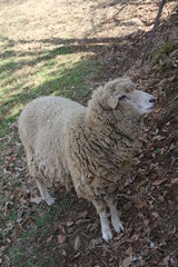 Obraz premium Sheep in the ranch