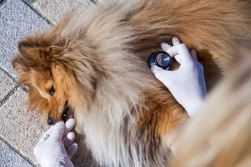 a medical health check on a shetland sheepdog