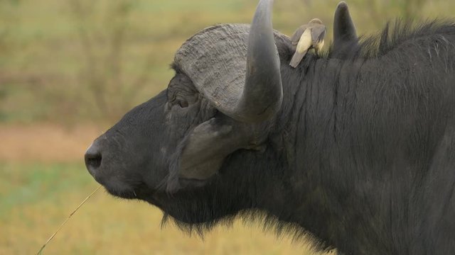 Close up of an African buffalo and an oxpecker