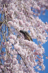 桜の蜜を吸うヒヨドリ