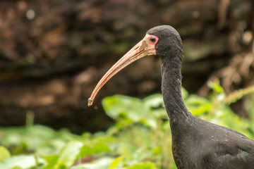Ibis