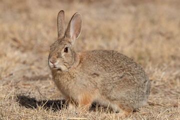 Cute Cottontail Rabbit