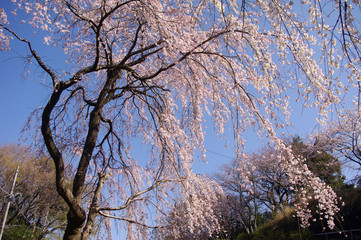 Fototapeta premium しだれ桜と快晴