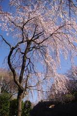 枝垂れ桜と晴天
