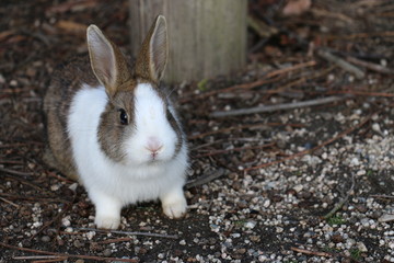 Cute rabbit