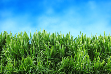 Fototapeta premium Fresh green grass with bright blue sky