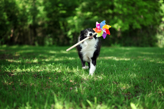 Happy border collie playing with a colorful pinwheel
