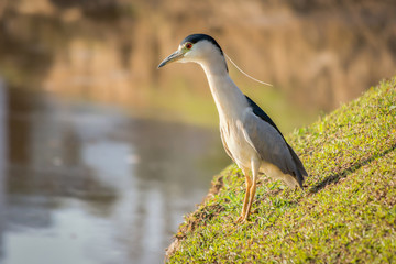Savacu