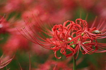 cluster amaryllis in the park