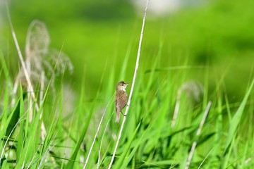 新緑バックにくつろぐオオヨシキリ