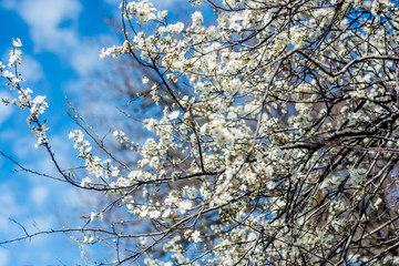 Obraz premium Spring