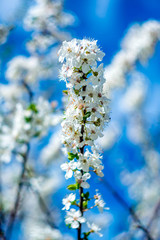 Spring