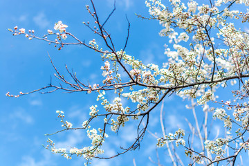 Spring