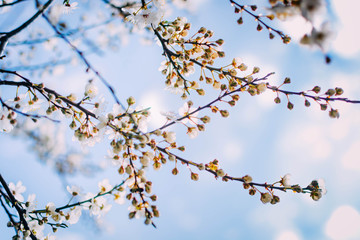 Spring