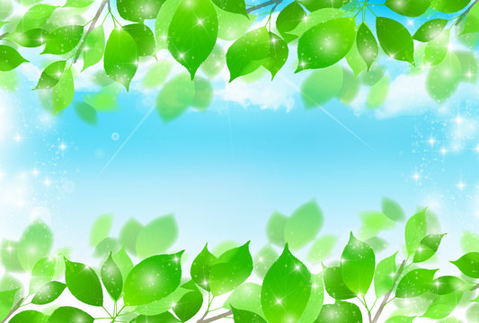 新緑　葉　風景　背景 
