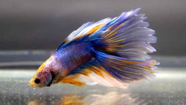 Colorful betta fish, The Siamese fighting fish (Betta splendens)