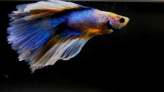 Colorful betta fish, The Siamese fighting fish (Betta splendens)