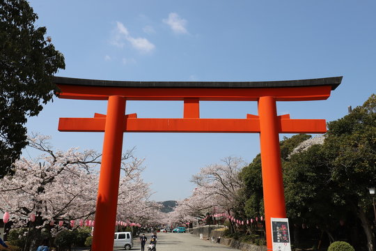 富士山と桜