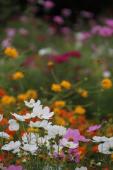 Cosmos field