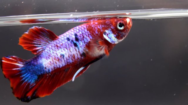 Colorful betta fish, The Siamese fighting fish (Betta splendens)