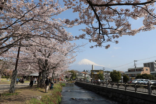 富士山と桜