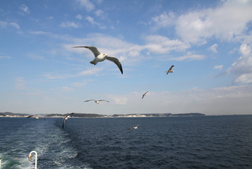 Sea with seagulls