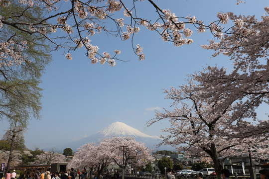 富士山と桜