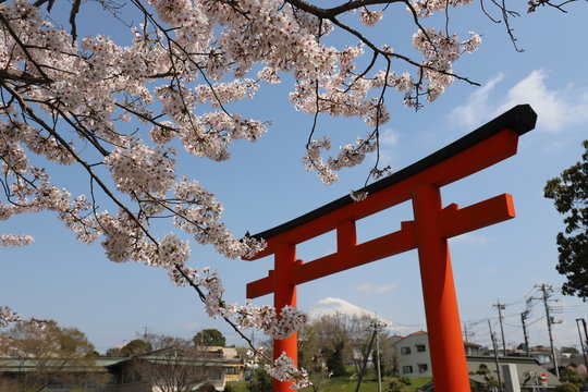 富士山と桜