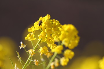 Rape blossoms in spring