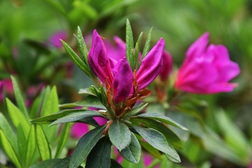 Azalea's flower buds