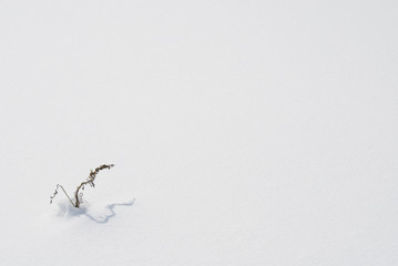 冬　雪　枯れ草　素材
