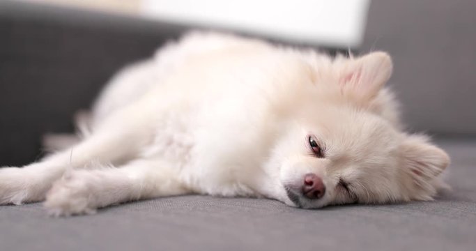 Sleeping pomeranian dog