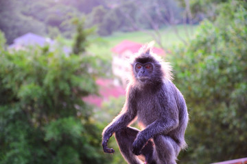 Fototapeta premium モンキーヒルのサル