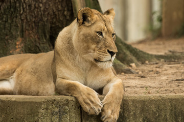 Lion