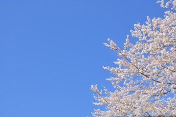 コピースペース　青空と桜
