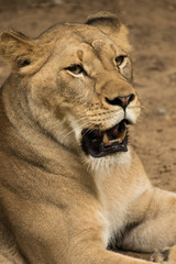 Lion
