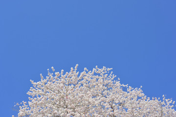 コピースペース　青空と桜
