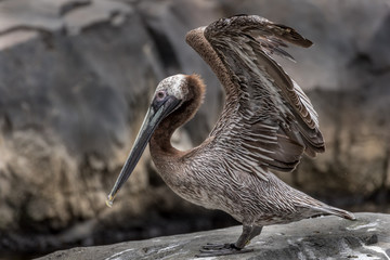 pelican